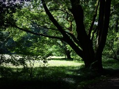 新緑の公園にて