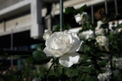高架下の薔薇たち (4)