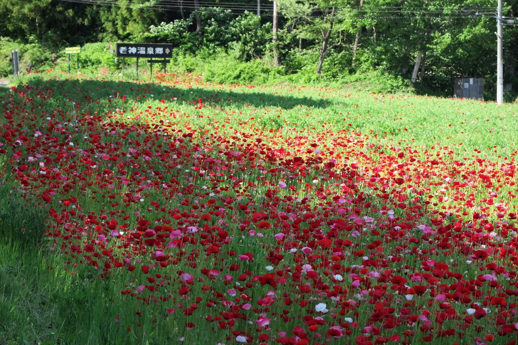 老神温泉郷の花畑