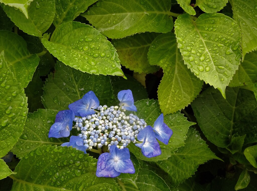 雨上がりの朝