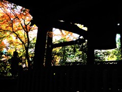 紅葉②