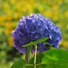 紫陽花の季節②