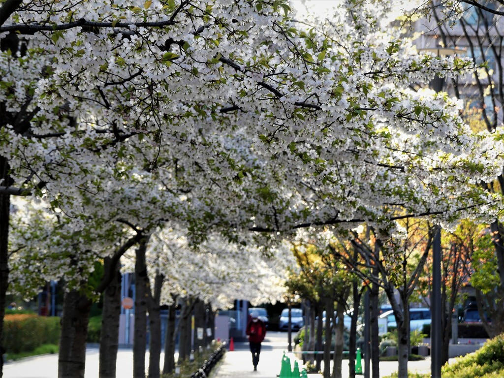 sakura①