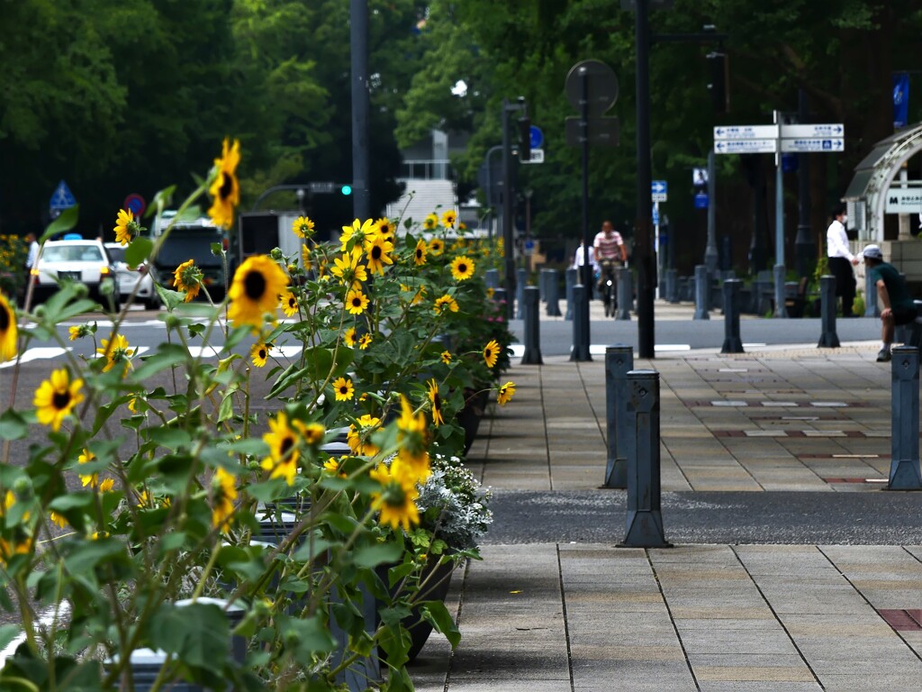 向日葵の咲く街角①