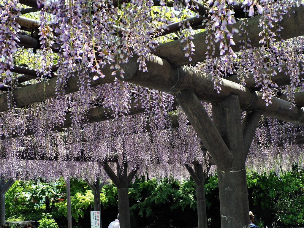 西新井大師の藤 (1)