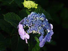 紫陽花の咲く公園 (7)
