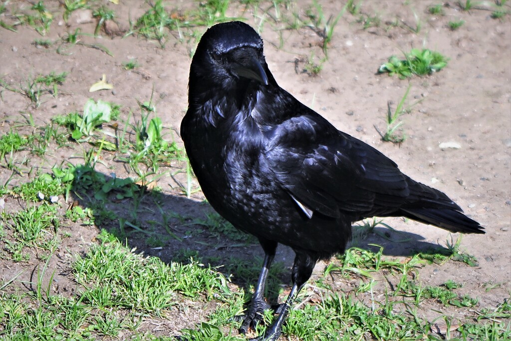 カラスの濡羽色　　