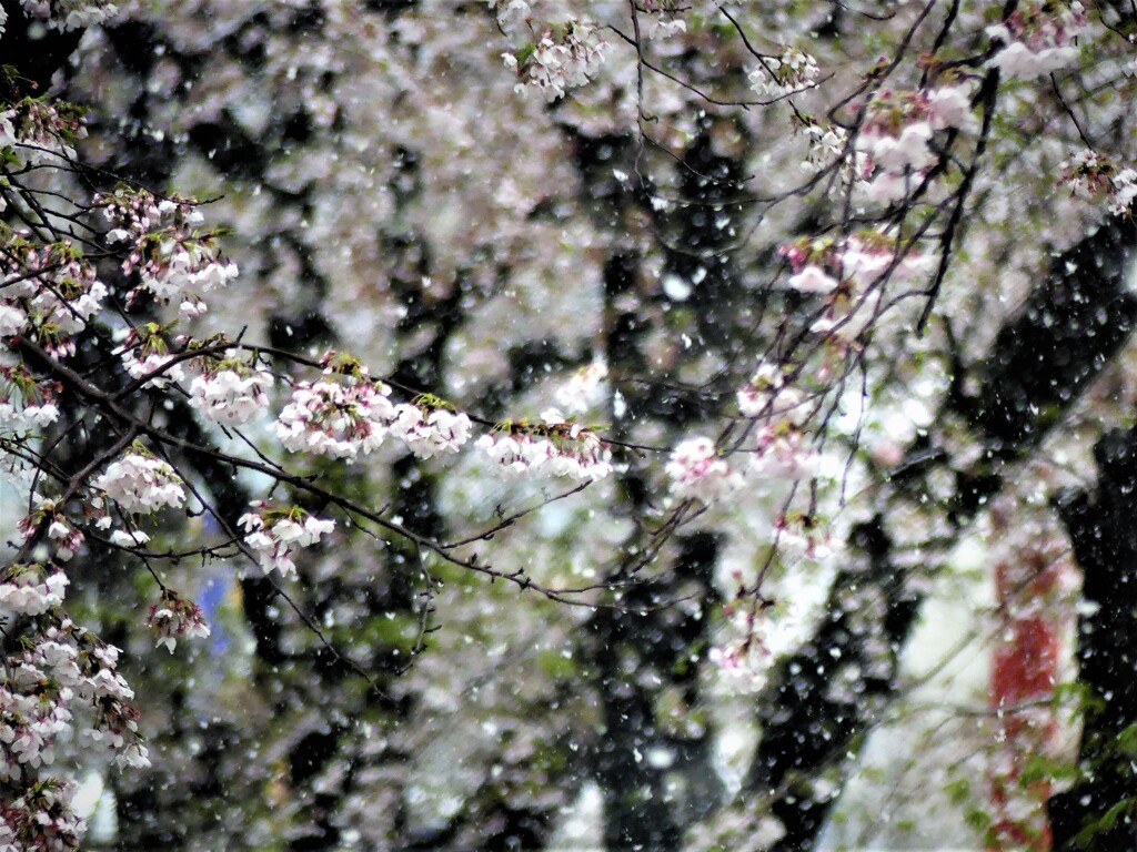 雪桜 