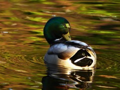 朝散歩・近所の公園にて①