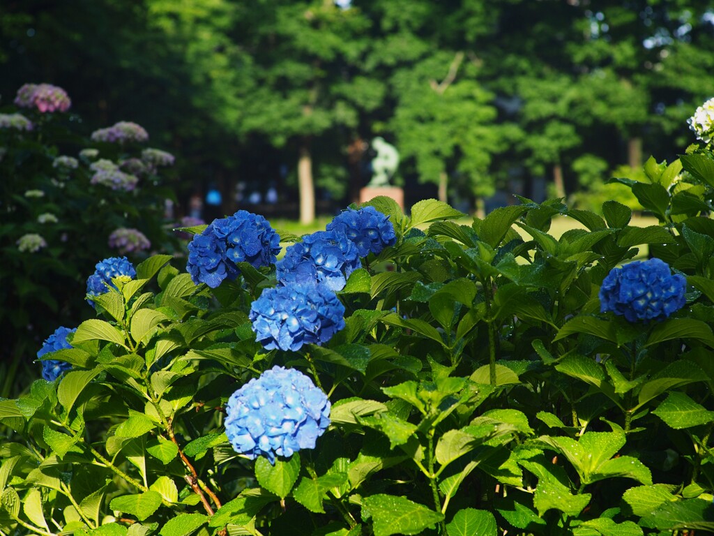 紫陽花の咲く公園 (6)