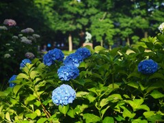 紫陽花の咲く公園 (6)