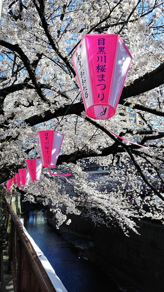 目黒川の桜