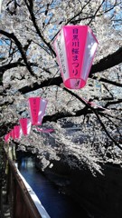 目黒川の桜