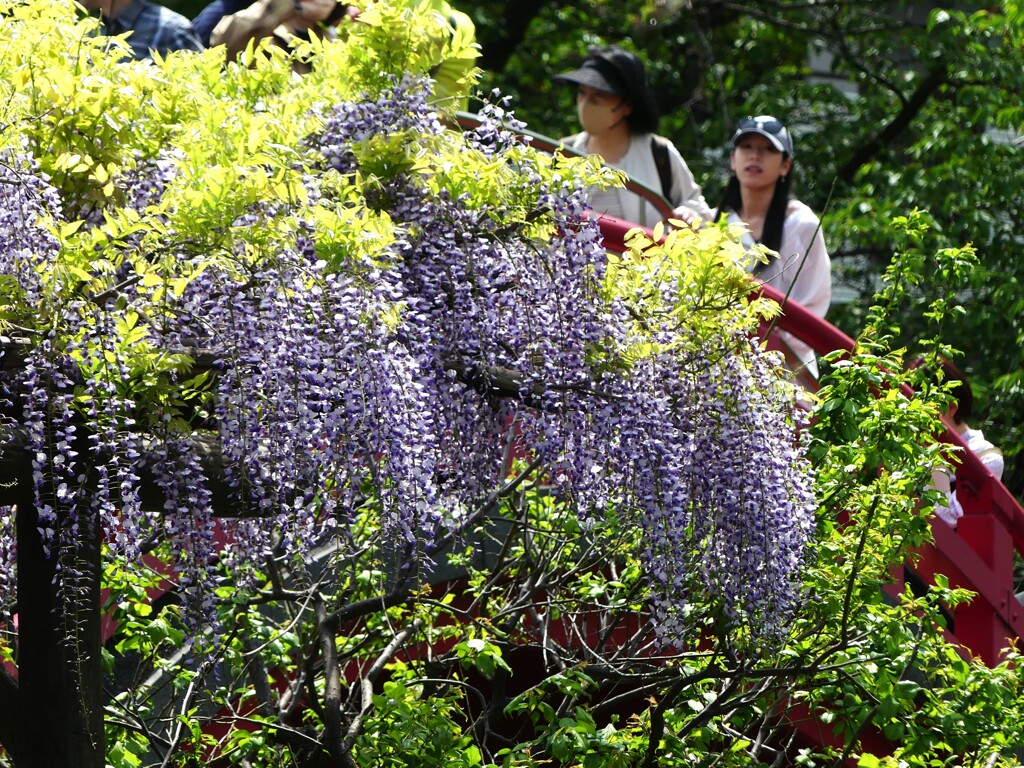 亀戸天神藤まつり (4)