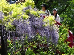 亀戸天神藤まつり (4)