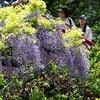亀戸天神藤まつり (4)