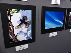 NHK学園生涯学習写真展 (9)