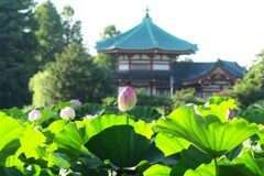 上野不忍池 (2)