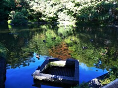 朝の池 (1)