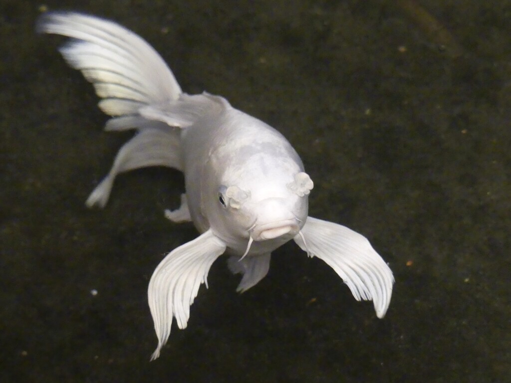 プラチナヒレナガニシキゴイ 