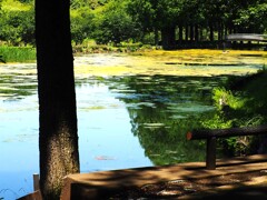 上尾円山公園散策 (4)