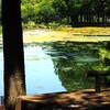 上尾円山公園散策 (4)
