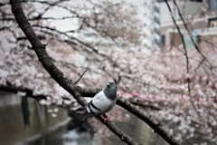 梅にウグイス、桜にハト？