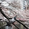 梅にウグイス、桜にハト？