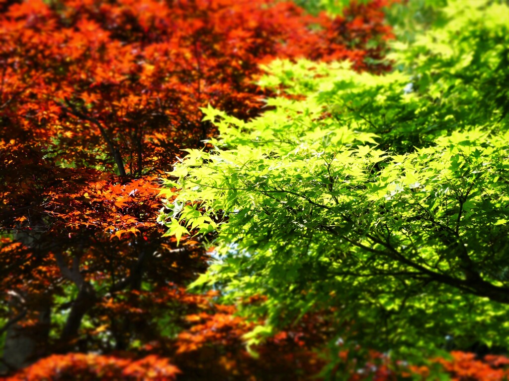 青紅葉赤紅葉①