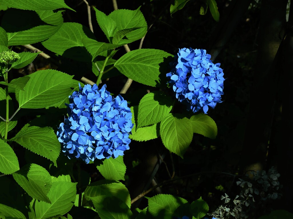 紫陽花