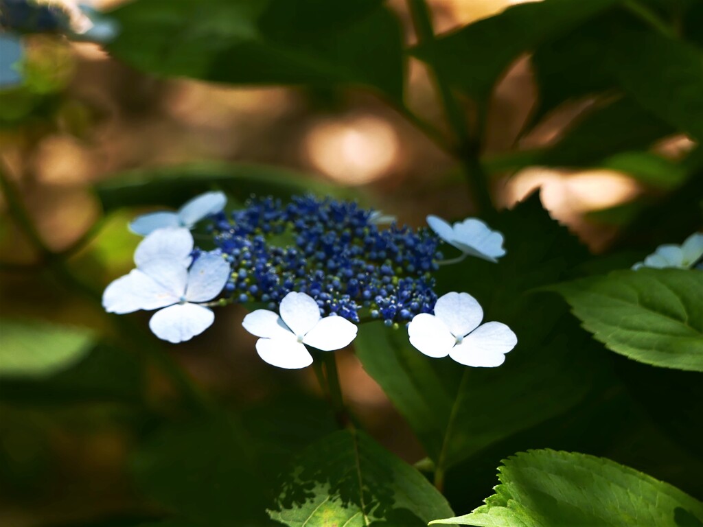 紫陽花の季節④
