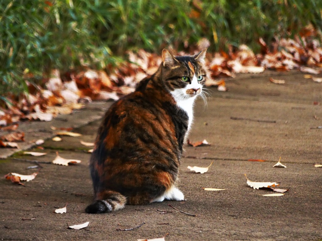 クリソベリルキャッツアイ