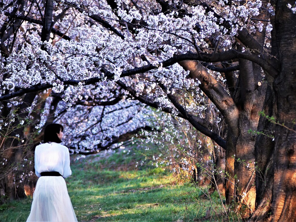 sakura2021(戸田公園） (2)