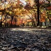 平林寺の紅葉 (1)　