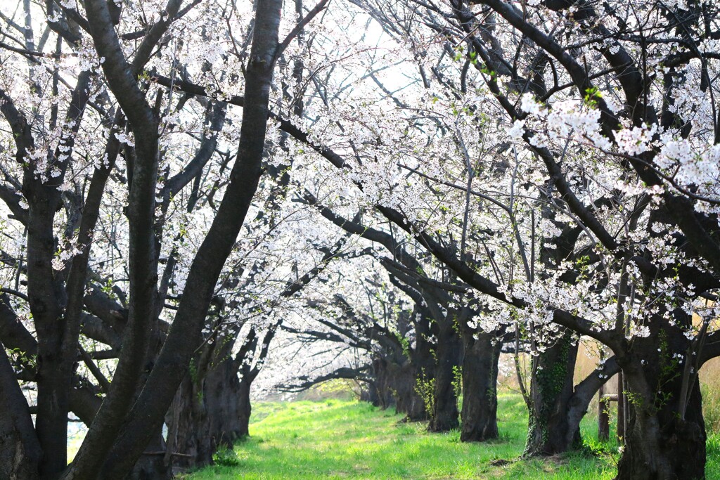 戸田漕艇場の春 (3)