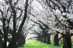 戸田漕艇場の春 (3)