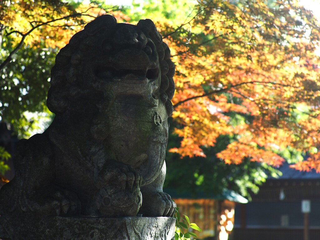 春もみじ (2)