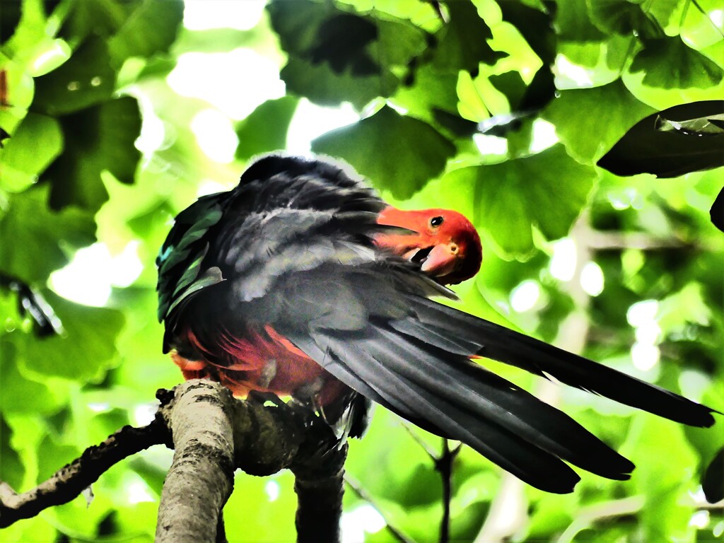 キンショウジョウインコ
