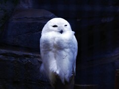 シロフクロウ♂