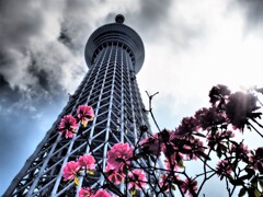 石楠花とスカイツリー