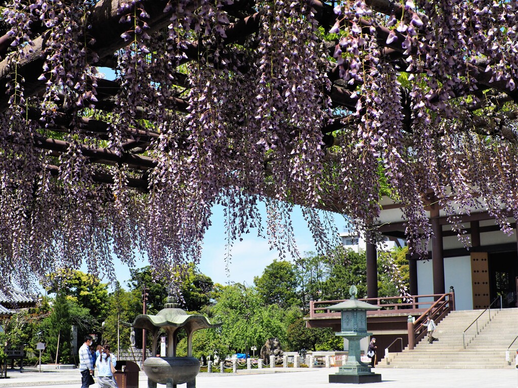 西新井大師の藤 (2)