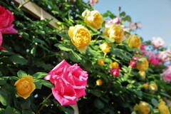 薔薇園 (1)