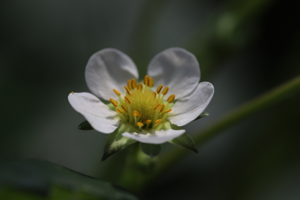 苺の花