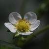 苺の花