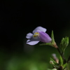 小さな花