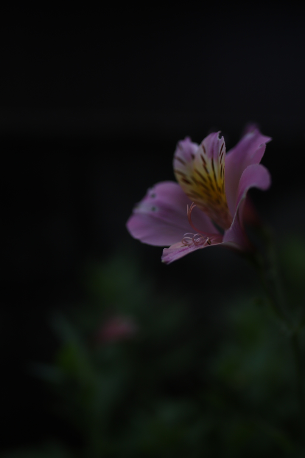 ピンクの花