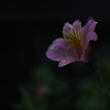 ピンクの花