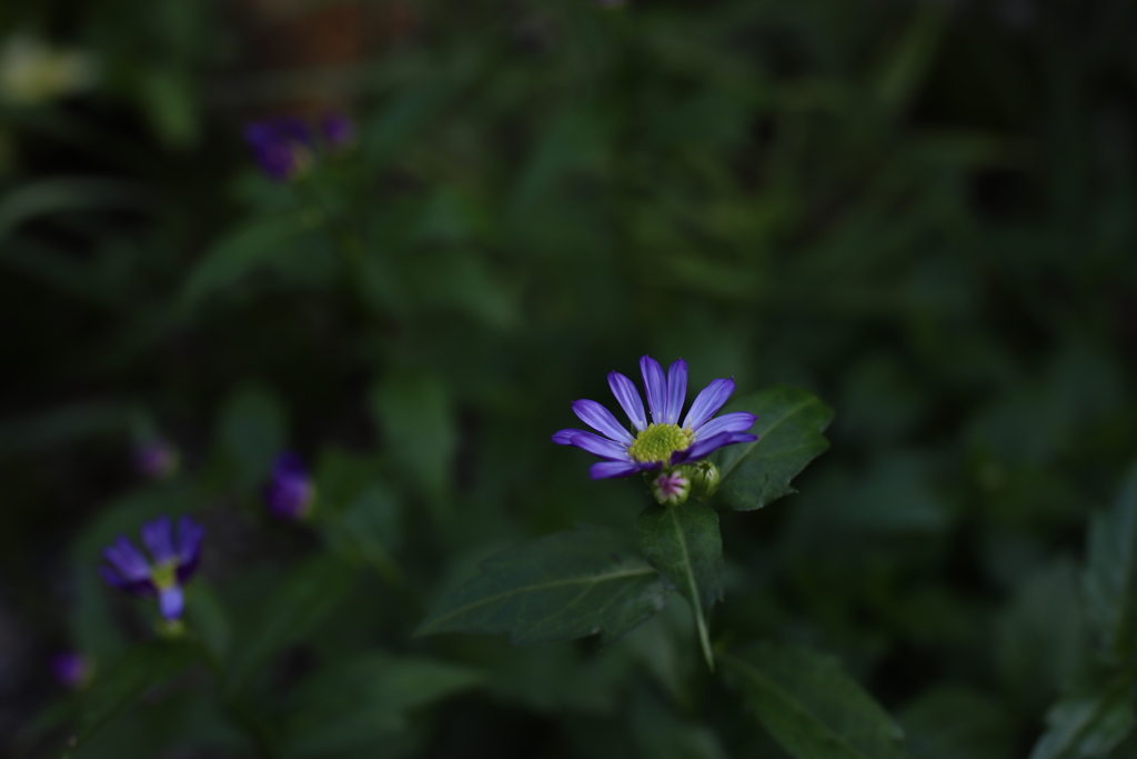 紫の花