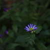 紫の花
