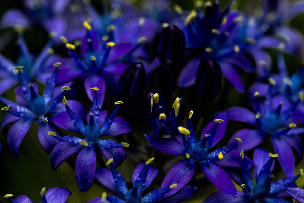 隣の庭の花